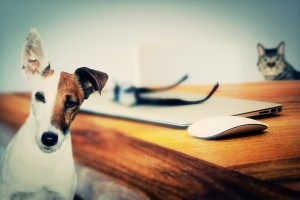 What Does Pet Insurance Cover